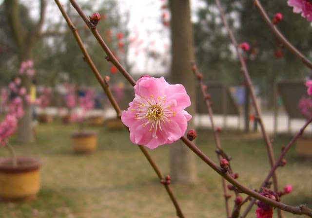 Plum Flowers