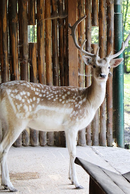 Hirsch - Tierpark Gera