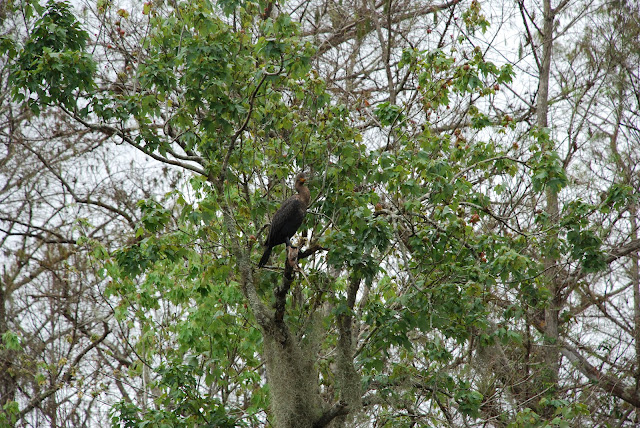 Big Cypress National Preserve