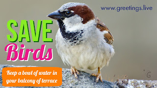 Image about give water to help birds in summer