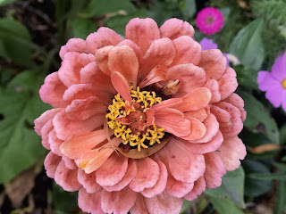 foto de flor Zinnia Elegans