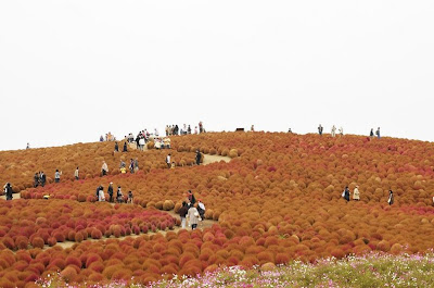 Hitachi Seaside Park