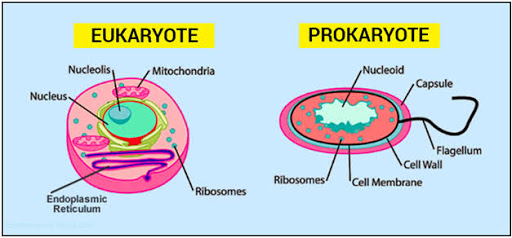 يڪار گهرڙن جو ارتقا Evoluation of Eukaryotes 💎دريا خان💎