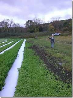 GarlicBeds 2017