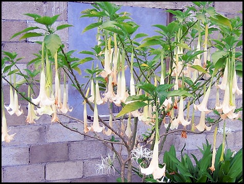 brugmansia