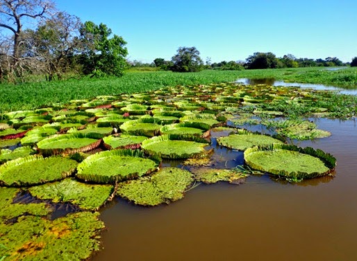 Canal do Jari, Santarém - Parà