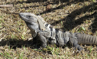 Black Spiny-tailed Iguana