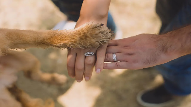 Dog and human hands