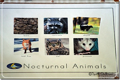 nocturnalsortingactivity2