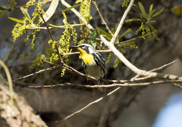 Yellow-throated Warbler - Fort De Soto Park, Florida