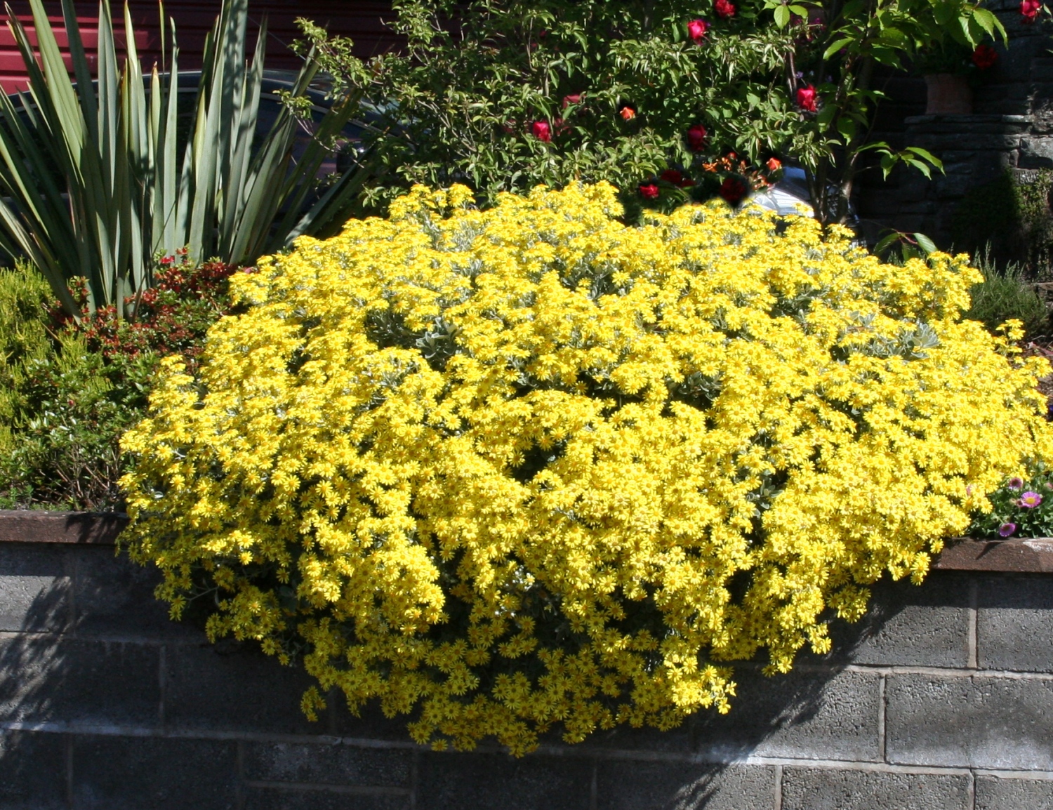 Scottish Artist and his Garden: Summer Flowering Shrubs