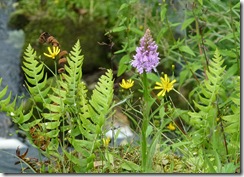 wild flowers
