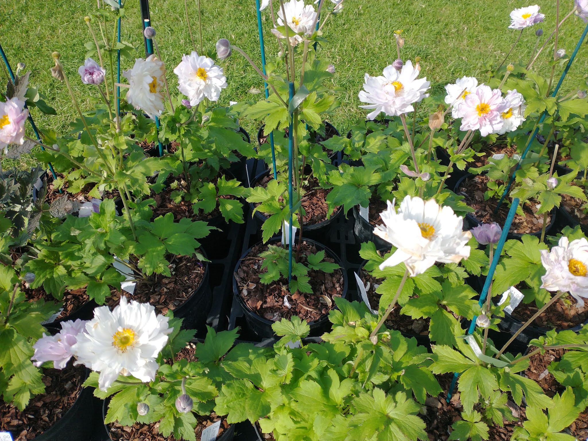 Garden Bloggers' Blooms Day: Anemone 'Frilly Knickers