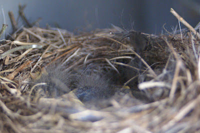 Boumantsje - Witte Kwikstaart - Motacilla alba