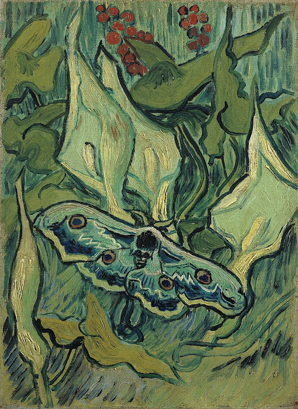 Vincent van Gogh - Natpåfugleøje - Emperor moth (1889)