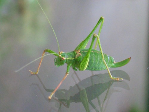 cricket insect diagram. An insect I cannnot help