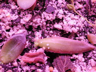 baby succulent