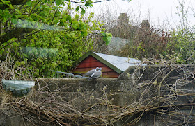 Pigeon lovebirds