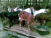 Beternak Kambing Kacang