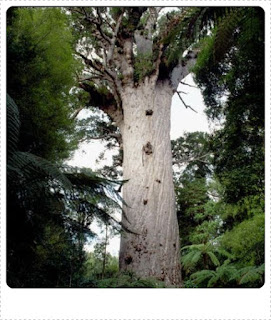 Indah Banget 5 Pohon  Besar  yang Paling Terkenal di Dunia 