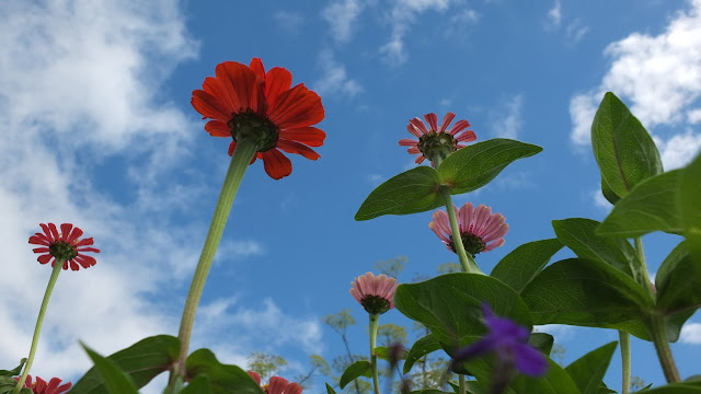 Zinnia flowers from below