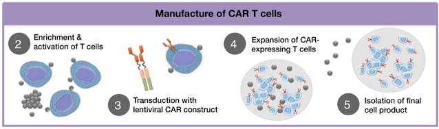 clinical research CAR-T cell therapies 