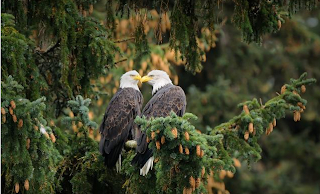 LAS AGUILAS