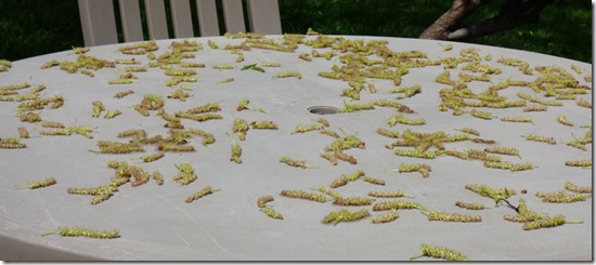 Blossoms from Fruitless Mulberry