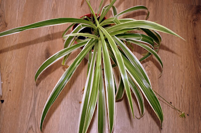 spider plant with baby spider plants