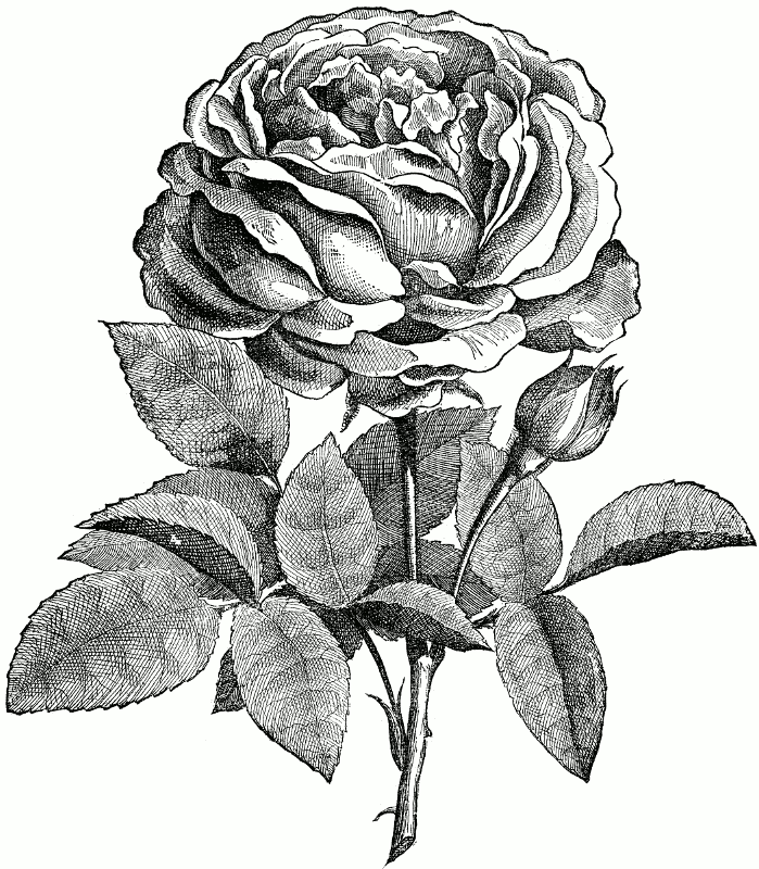 Red Rose of Lancashire