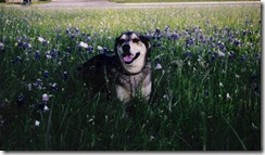 bluebonnets