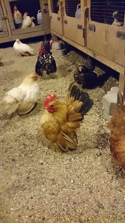 SERAMA TELIPOT: Pentingnya Ubat Cacing Untuk Ayam anda 