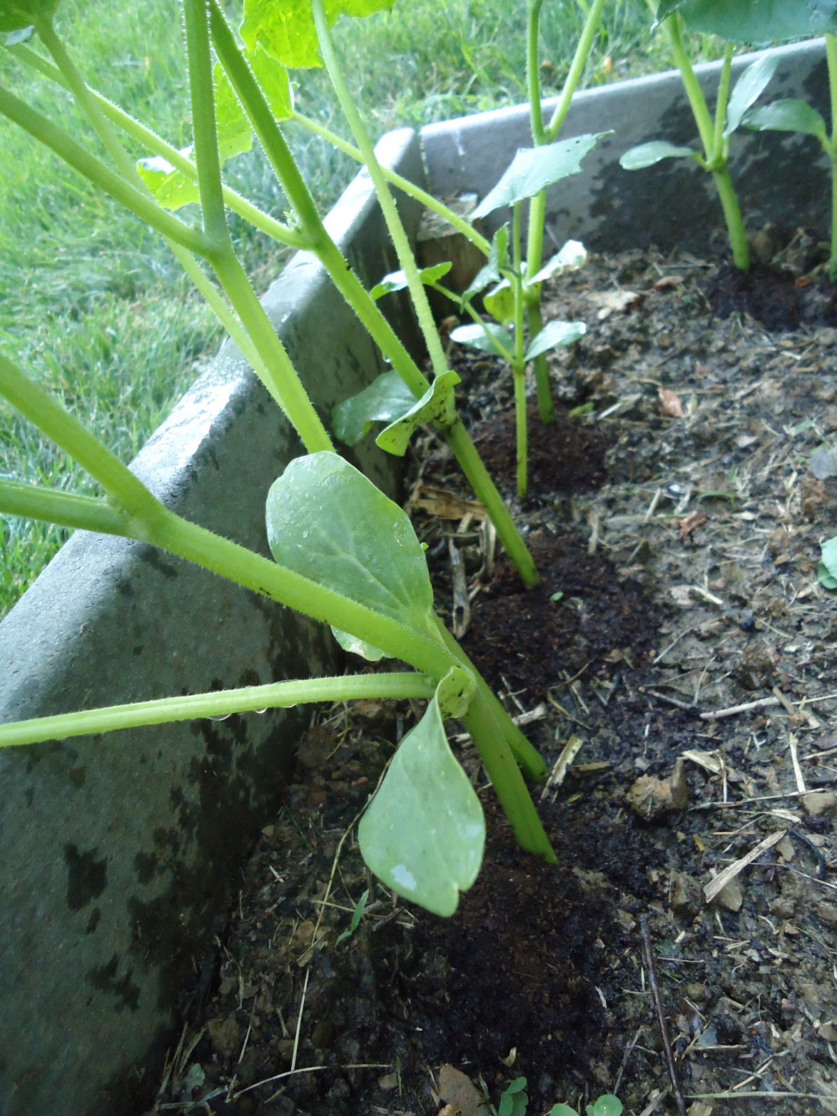 organic cucumbers and vermicompost