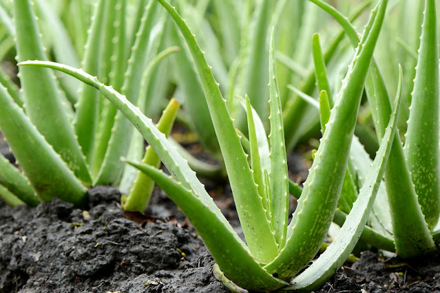 Medicinal Plants for skin Burns