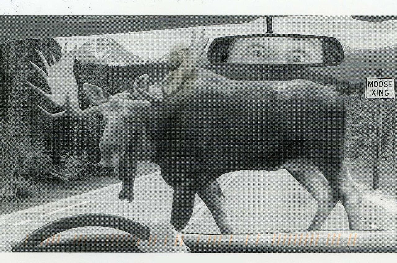 Moose Crossing