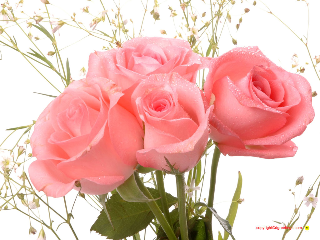Valentine Rose Flower Wallpaper