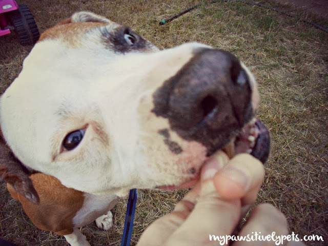 Dog Treats with a Purpose