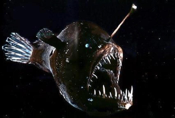 Real Monstrosities: Deep Sea Anglerfish