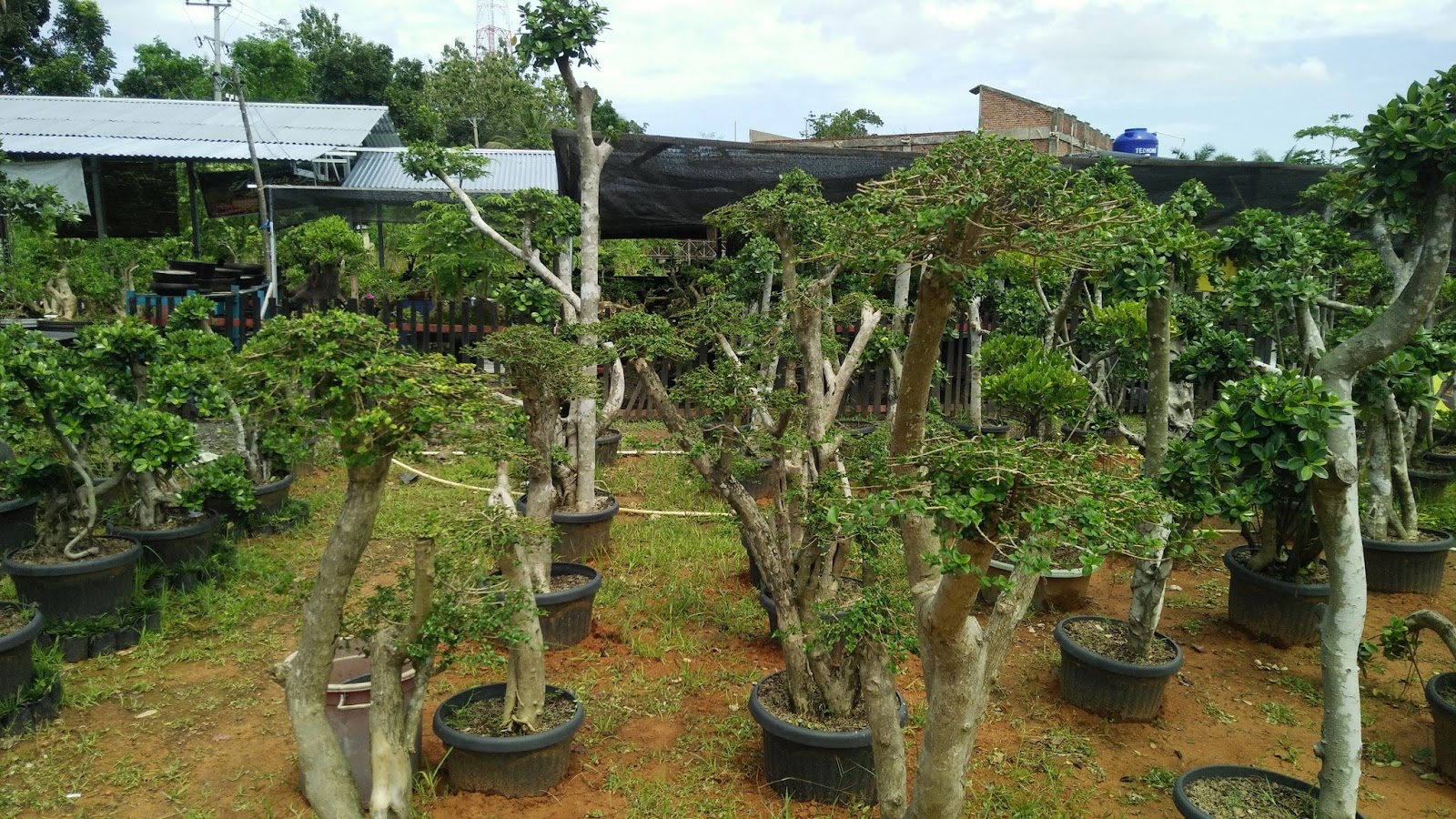 WOW SELAIN UNTUK BONSAI POT WACANG Wahong Sancang CANTIK 