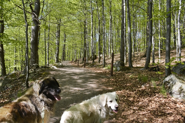 bøkeskogen larvik