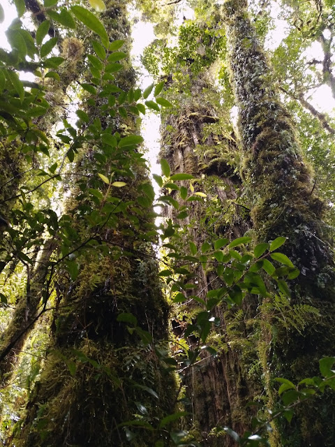 Sendero Alerces, Parque Pumalín, Chile