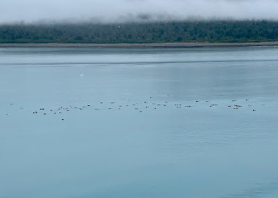 Raft of sea otters in Glacier Bay National Park in Alaska