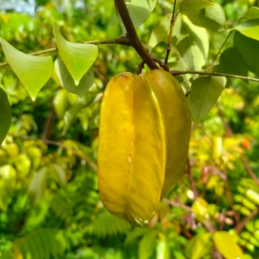 bibit buah belimbing jumbo cepat berbuah sulawesi selatan Aceh