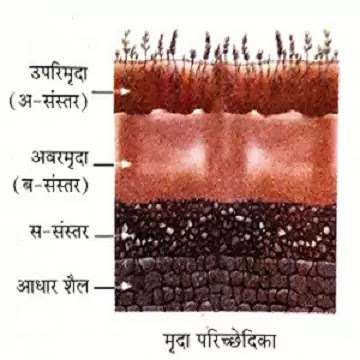 मृदा परिच्छेदिका (Soil Profile):- Definition, Full details of soil layers