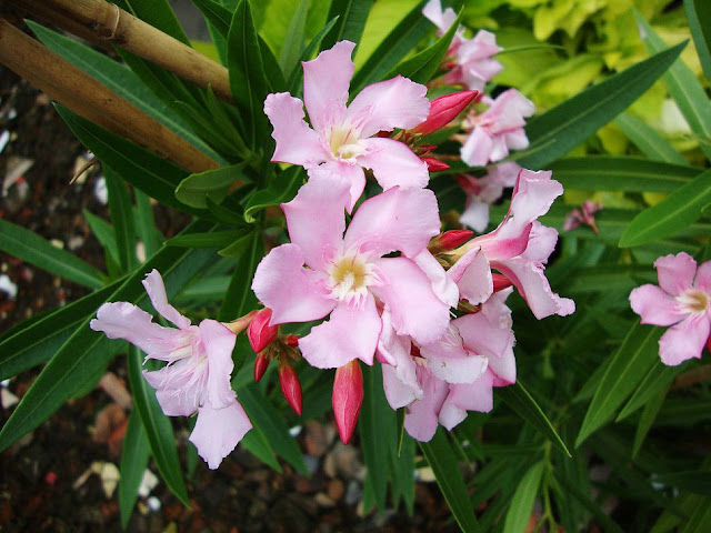 Hoa Cây Trúc Đào - Nerium oleander - Nguyên liệu làm thuốc Chữa bệnh Tim