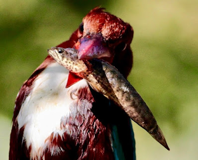 White-throated Kingfisher Halcyon smyrnensis