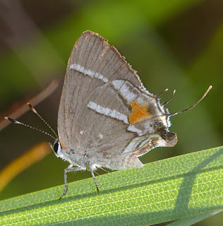 Bartram's Scrub-Hairstreak 