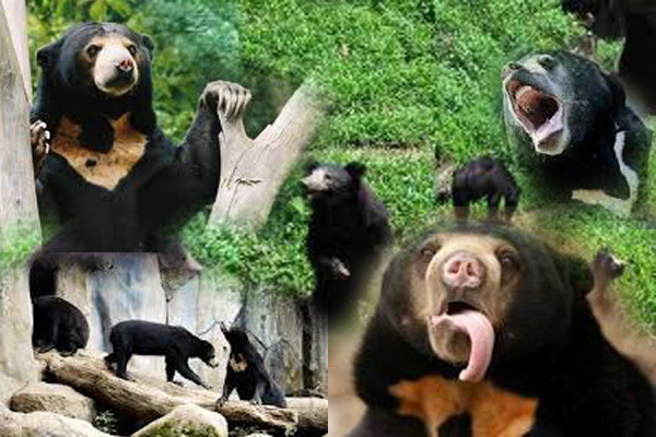  Gambar  Beruang  dan Info Beruang  Madu  Gambar  Hidup