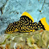 Ikan Gold Nugget Pleco