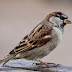  Burung Pipit